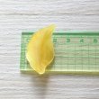 画像5: リーフチャーム37×21mm（約280個相当） (5)