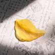 画像4: リーフチャーム37×21mm（約280個相当） (4)